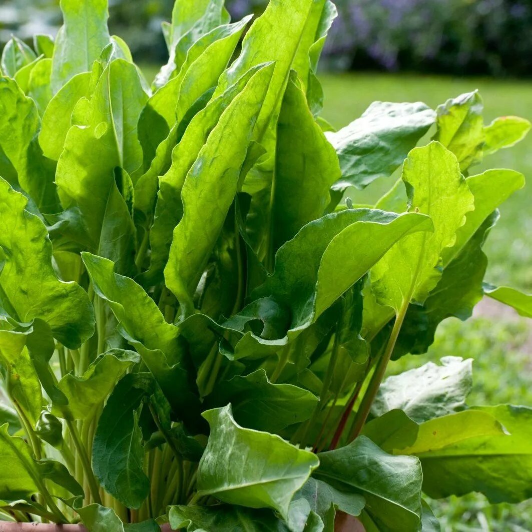 How to Plant and Grow Sorrel Gardener’s Path