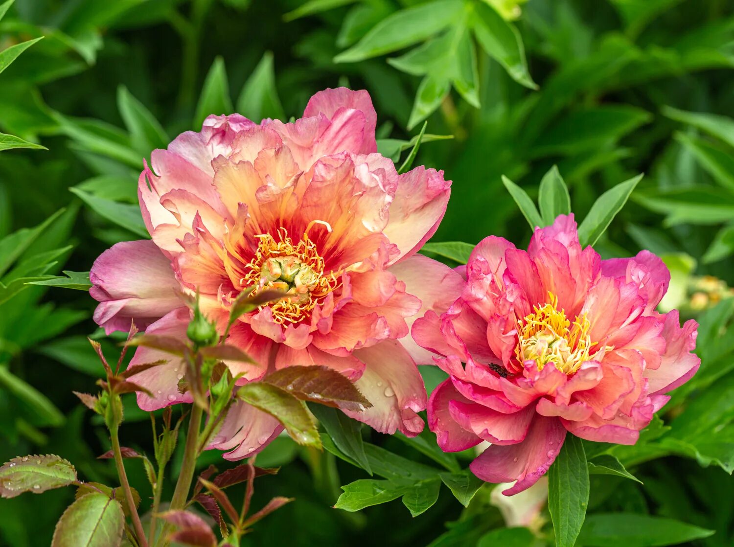 Картинки по запросу julia rose itoh peony White flower farm, Peonies for sale, P
