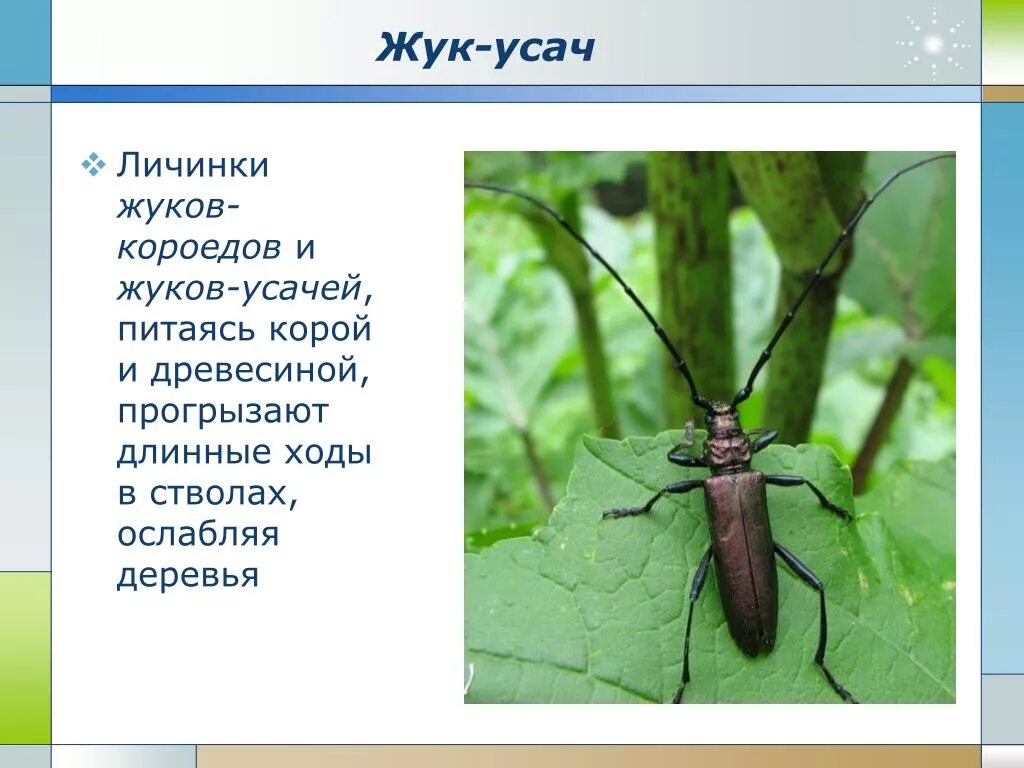 Какая польза от жука