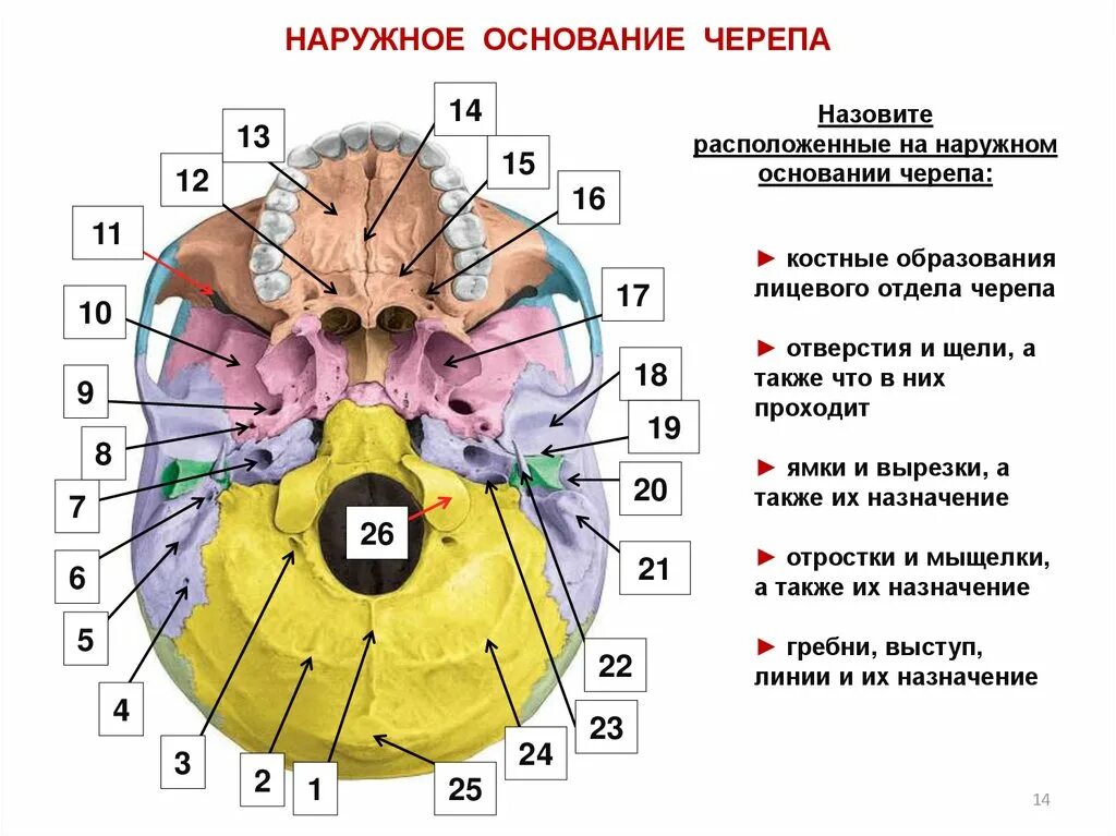 Области основания черепа. Наружное основание черепа анатомия отделы. Внутреннее основание черепа круглое отверстие. Отделы наружного основания черепа анатомия. Наружнее основание черепа основание черепа.