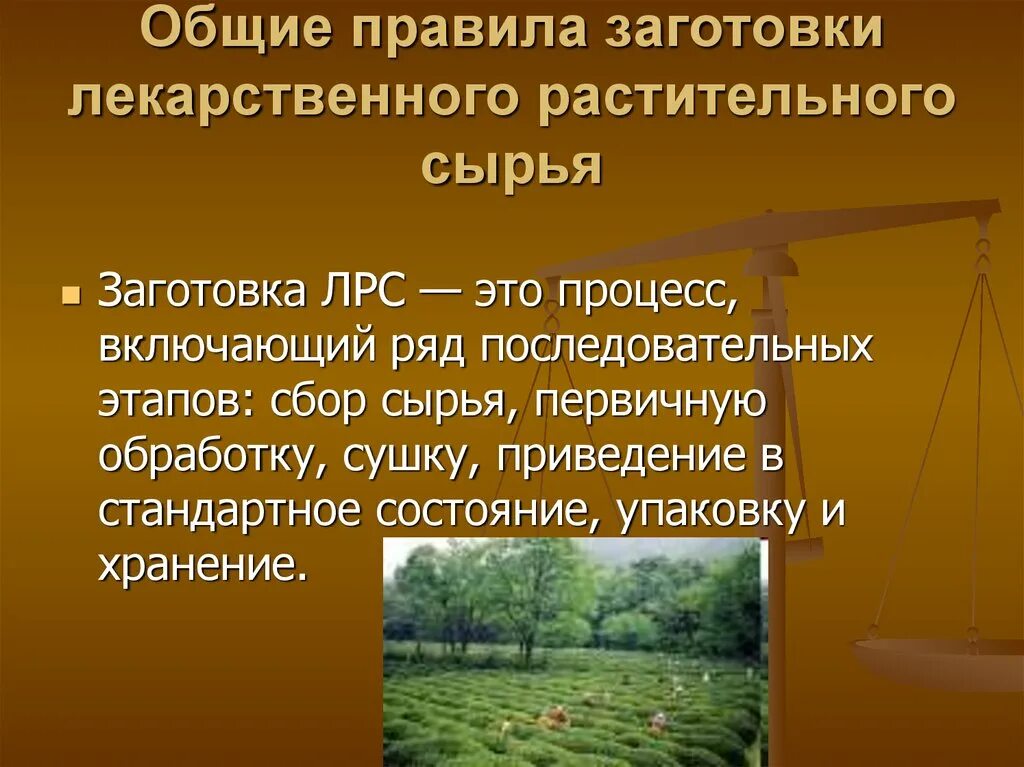 Способы переработки дикорастущего сырья. Общие правила заготовки ЛРС. Этапы заготовки ЛРС. Правила заготовки лекарственного сырья. Этапы заготовительного процесса лекарственного растительного сырья.