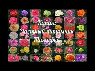 Розы от тимофея