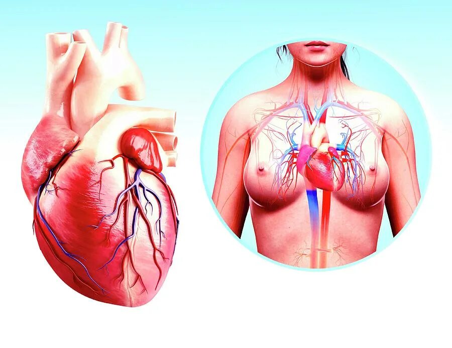 функции мышц сердца. скелетные мышцы. мышца около сердца. анатомия грудной клетки человека с органами. средостение легкого.