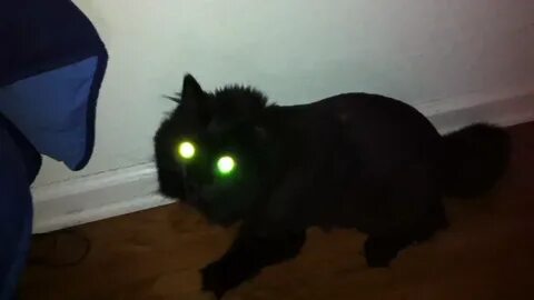 Кот призрак анзу