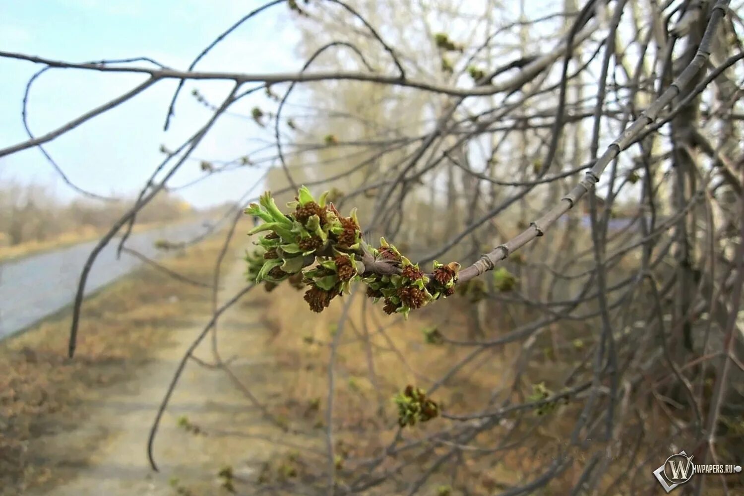 Какое сегодня апреля. Деревья ранней весной. Деревья в апреле. Пробуждение природы. Дерево Весеннее в апреле.