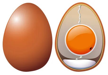 A Chicken Eggs Anatomy 303140 - Download Free Vectors, Clipart Graphics.