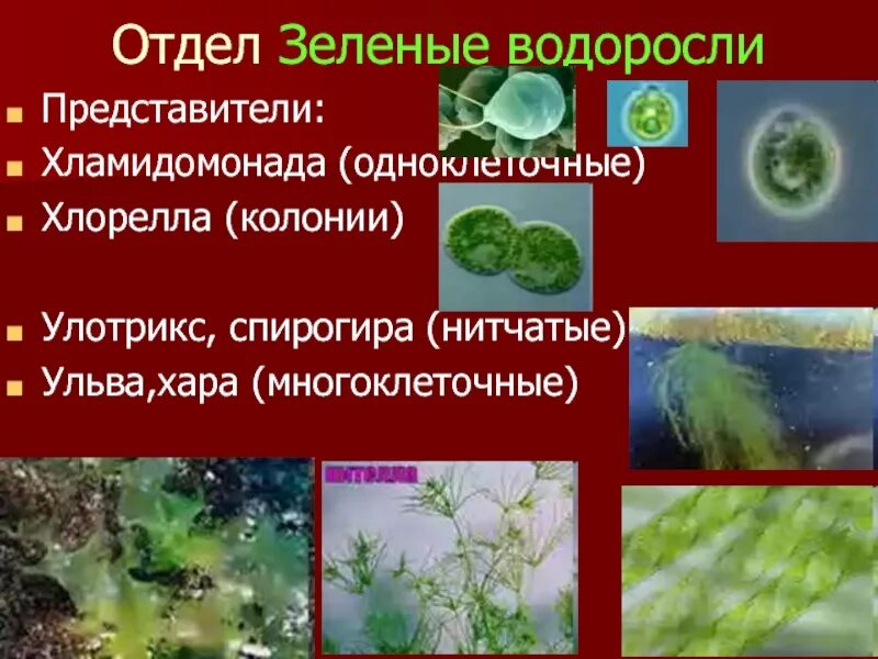 Где обитают зеленые водоросли. Отдел зеленые водоросли хламидомонада. многоклеточные зелёные водоросли представители. ульва хламидомонада хлорелла улотрикс. представители зеленых одноклеточных водорослей.