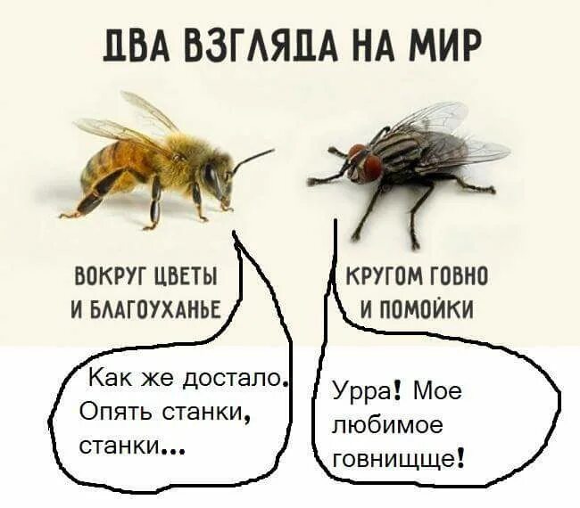 Как понимать муху. Муха и пчела. Два взгляда на мир Муха и пчела. Два взгляда на мир. Высказывание про пчел и мух.