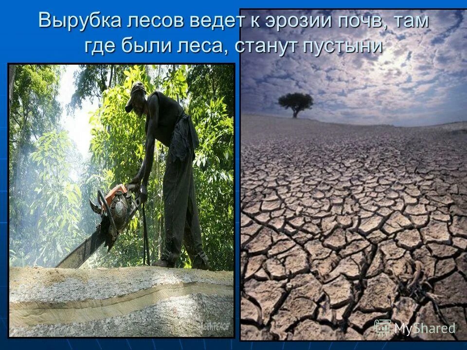 охрана природы человеком. экология россии вырубка лесов. зачем люди вырубают леса. вырубка лесов и животные. вырубай людей береги леса.