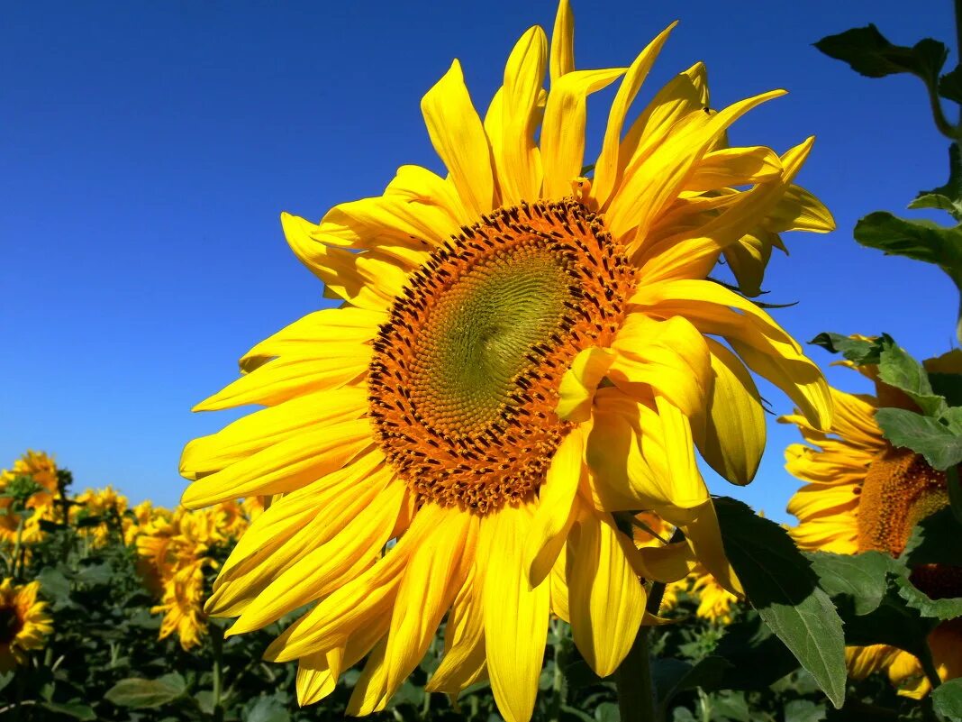 украинский венок. цветок укр. жёлто-синий венок на голову. цветы украины. прапор украины с цветов.