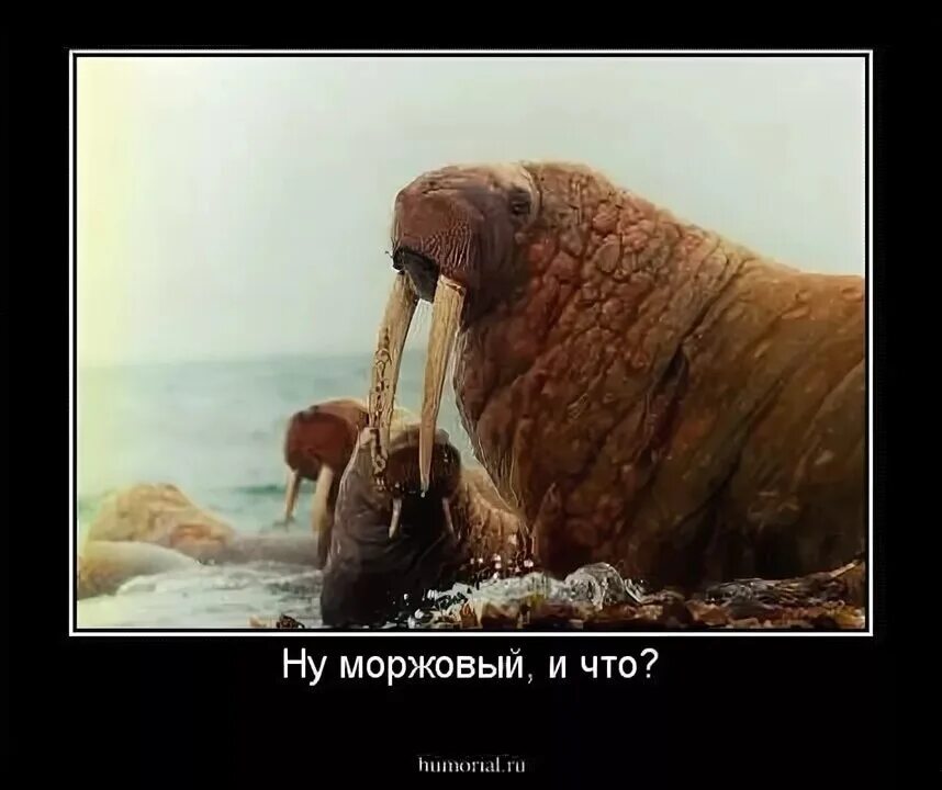 Моржового или моржевого. Рудиментарный бакулюм. Бакулюм моржа. Остров врангеля моржи. Моржовое лежбище.