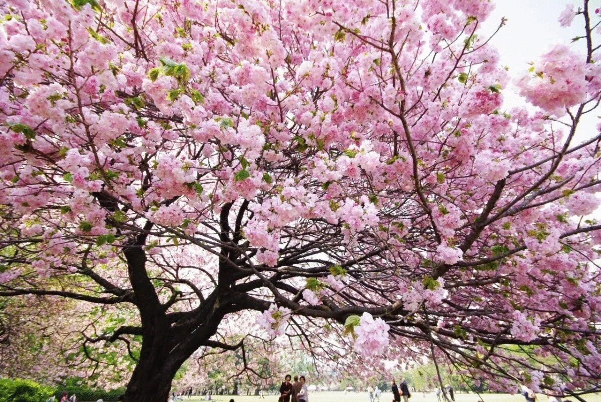 Сакура черри блоссом дерево. Сакура плодоносит. Япония дерево Сакура. Сакура кустовая "Ханами". Сакура цветет в саду