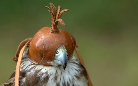 Самая ловкая птица