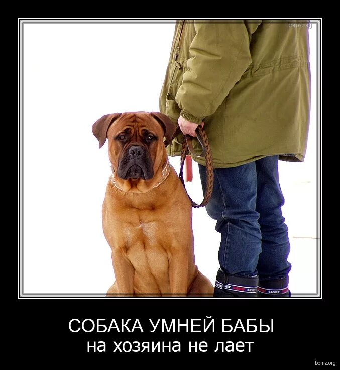 умнее людей, собаки и псы. собаки стали умнее. красивая собака в очках. золотистый ретривер кушает. красивое умное животное.