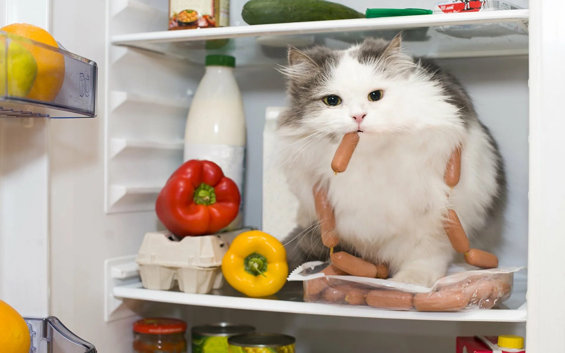 Собираюсь пообедать. Кот в холодильнике. Котик с едой. Еда для кошек. Котенок на кухне.