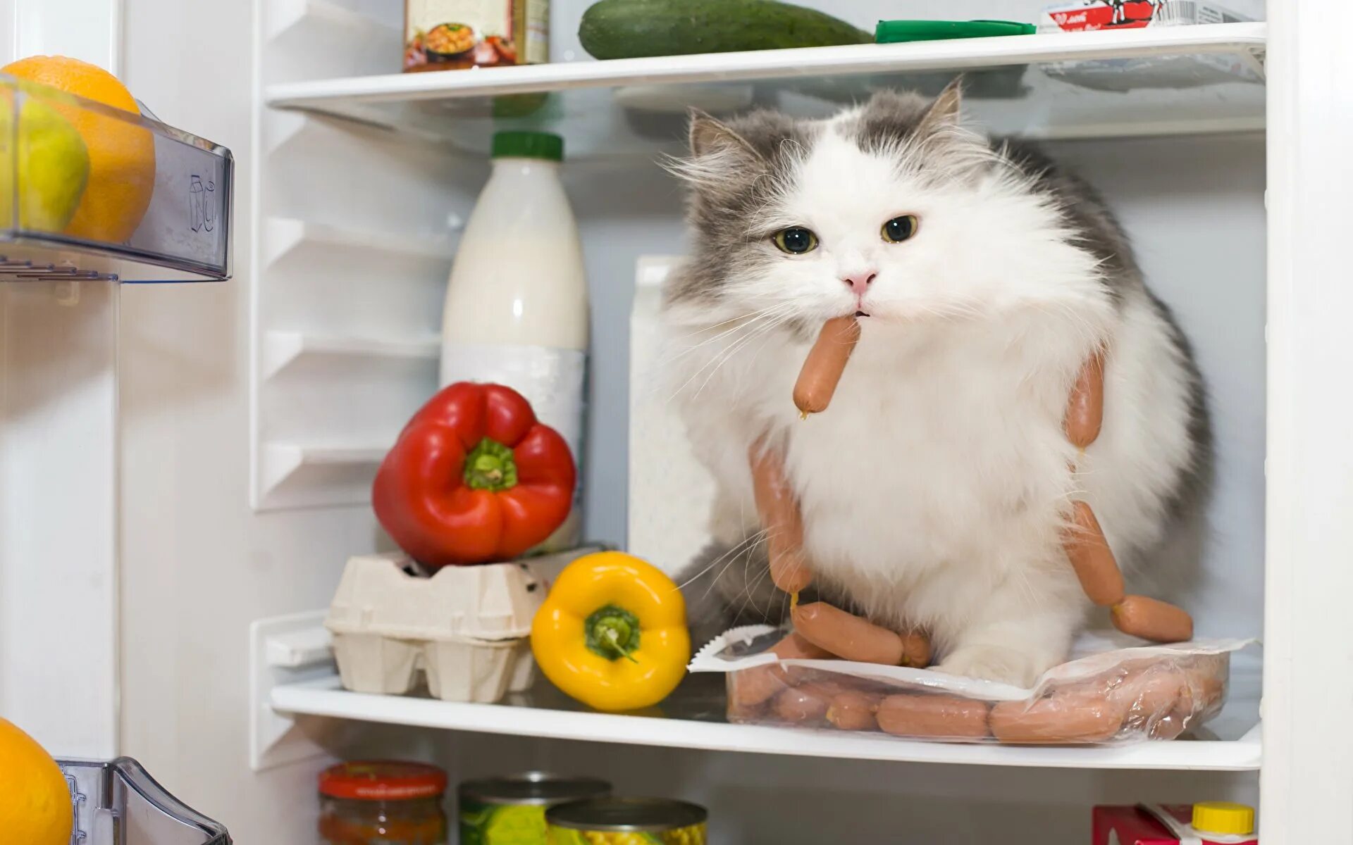 Кот колбаса. Кот в холодильнике. еда для кошек. котик с едой. коты на кухне.