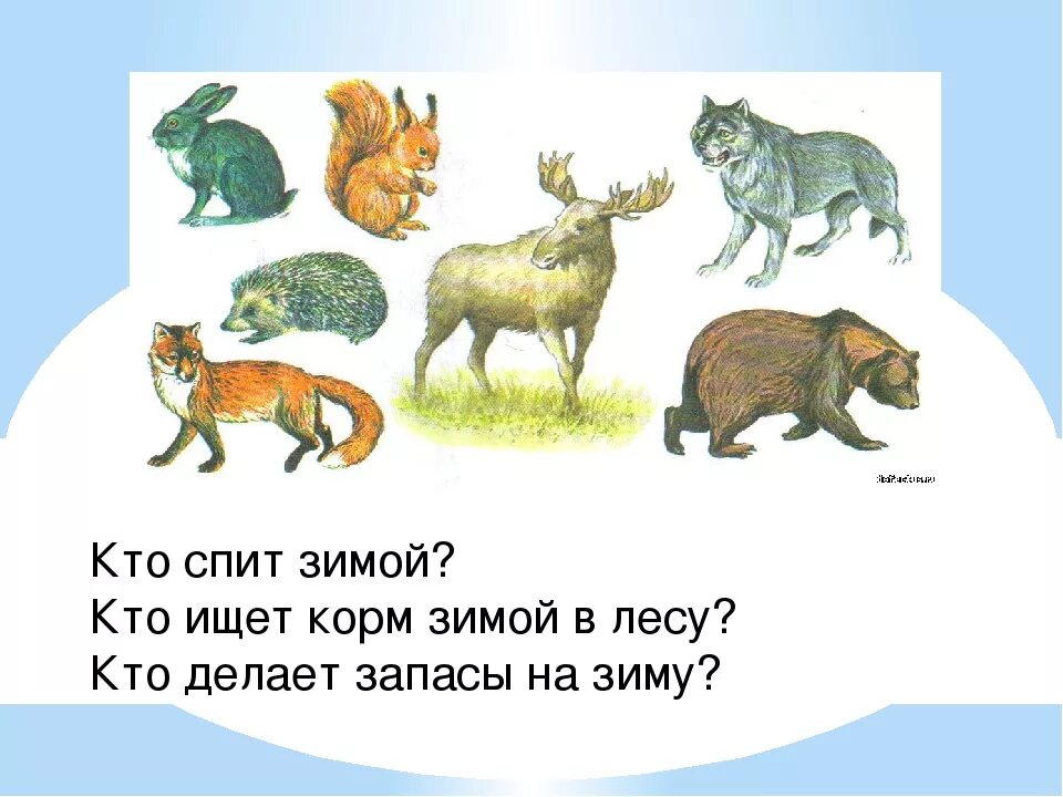 Какие животные не спят ночью. Кто спит зимой. кто спит зимой в лесу. кто не спит зимой в лесу из животных. какие животные спит жимож.