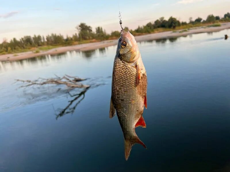 сталинград фишинг видео последние. сталинград фишинг видео последние. сталинград фишинг видео. рыбалка на белом море. Fantastic fishing взломали.