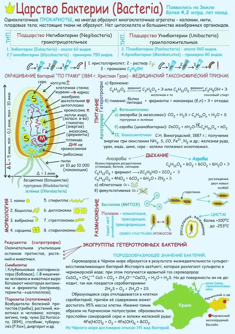 Конспект по биологии 5 класс порагроф12. Гдз по биологии 5 класс рабочая тетрадь пораграф24. Конспект по биологии 5 параграф. Опорные конспекты шаталова по биологии. Биология 6 класс 5 параграф пасечник.