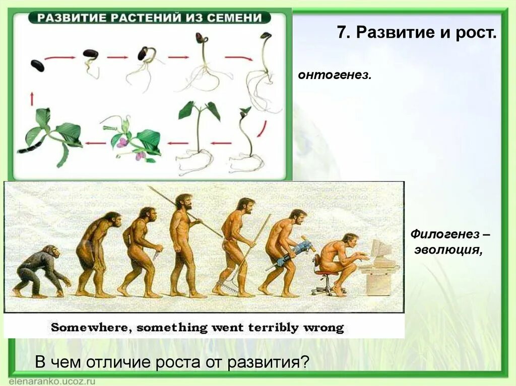 Рост и развитие уровень организации. Филогенез онтогенез антропогенез. развитие живых организмов. развитие человека онтогенез и филогенез. рост и развитие филогенез.