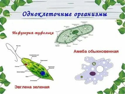 Строение простейших организмов