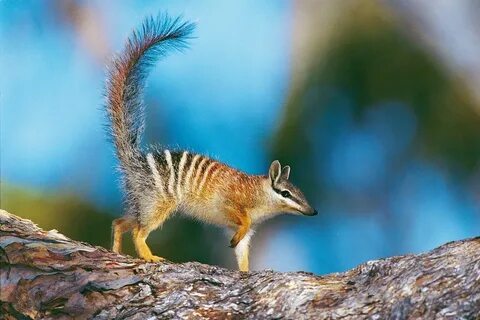 Numbat