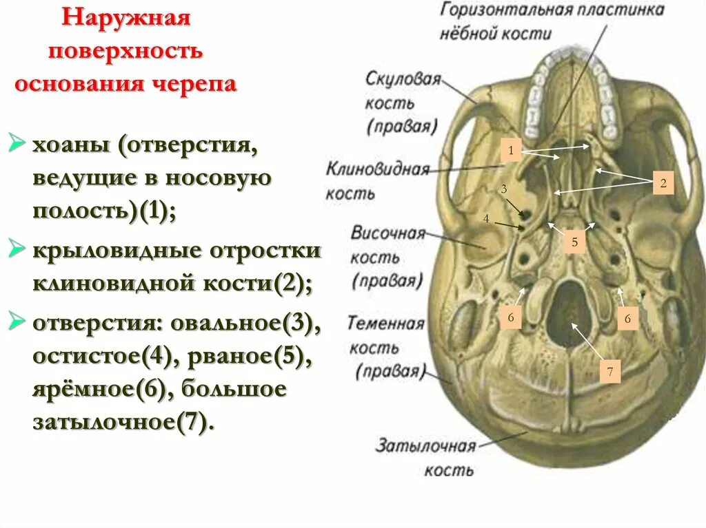 Наружное основание черепа анатомия. Внешнее основание черепа анатомия. Внутренняя поверхность основания черепа анатомия. Внутренняя поверхность основания черепа отверстия. Отдельный отверстие