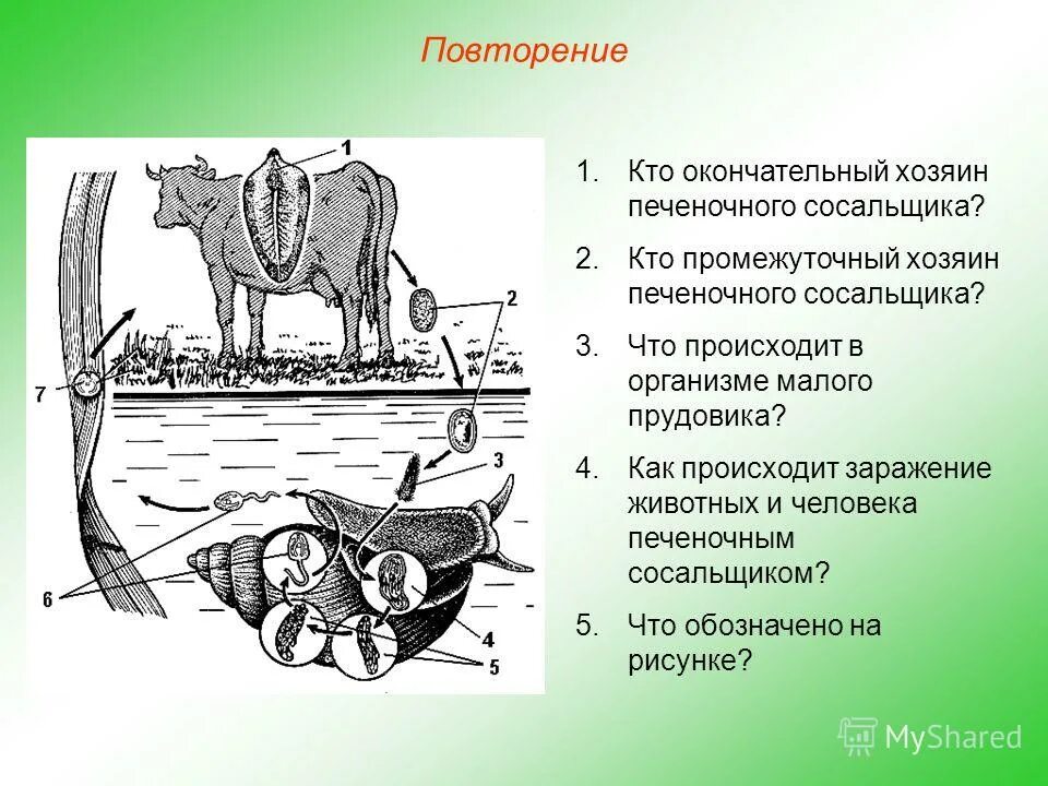 Какое животное является промежуточным хозяином сосальщика. Печеночный сосальщик основной хозяин,промежуточный хозяин. промежуточный хозяин и окончательный хозяин печеночного сосальщика. строение кожно мускульного мешка ленточных червей. строение кожно мускульного мешка плоских червей.