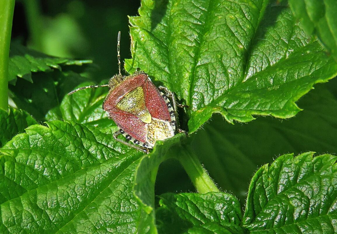 Клоп щитник ягодный какое развитие. Клоп ягодный Dolycoris baccarum. Dolycoris baccarum - щитник ягодный. Щитник. Клоп Щитовник.