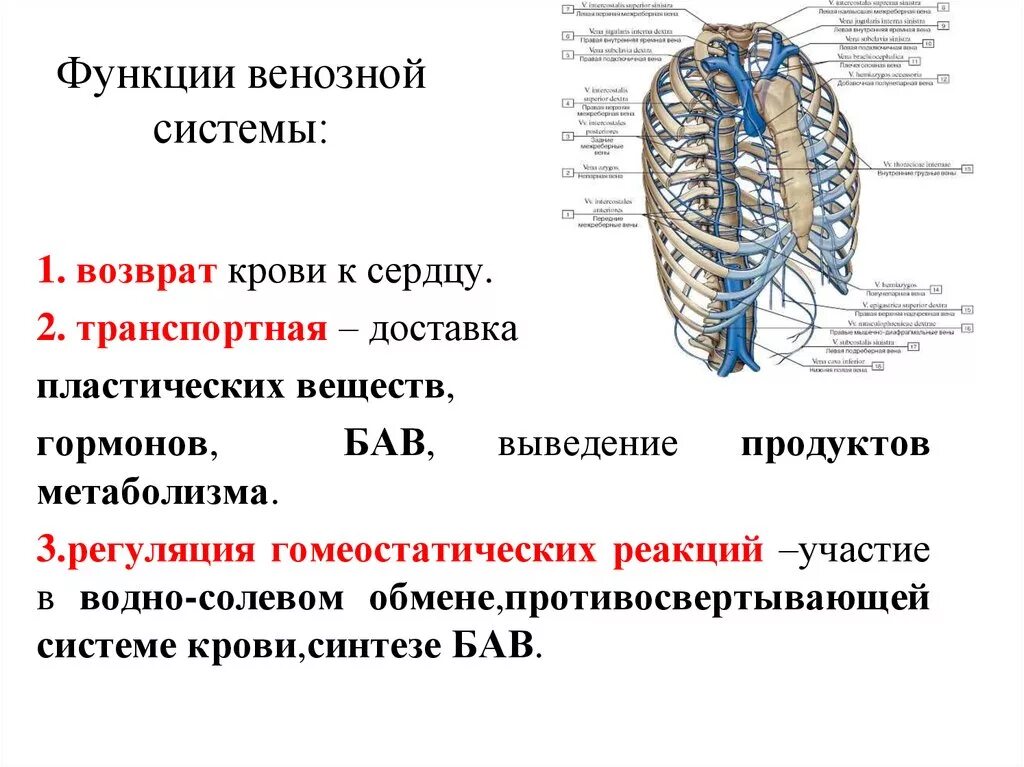 Функции венозной системы анатомия. Вена основные функции. Функции вен кратко. Структура венозной системы. Возвращают кровь к сердцу