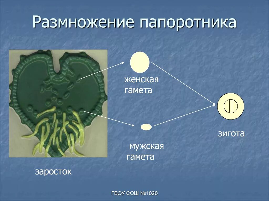 5 мужская гамета. Зигота у растений. Мужская гамета и женская гамета, зигота. Клетка архегония папоротника. Клетки заростка папоротника.