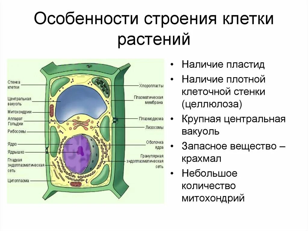 Биологическая клетка является. Особенности строения растительной клетки. Клетка растения стенка клетки пластиды вакуоли. Строение растительной клетки характеристика. Особенности строения растительной клетки 5 класс.
