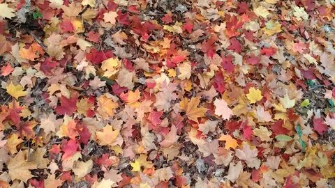 Feuille morte