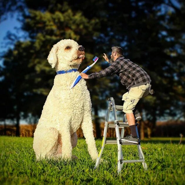 Идеи для фотошопа с собакой. Собака и фотошопит. Собака интернет.