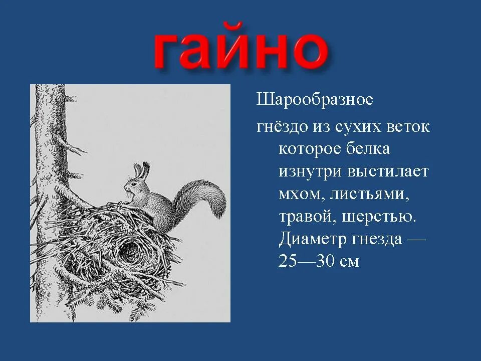 Гайно это. Гнездо белки Гайно. Беличье гнездо Гайно. Белка Гайно. Гнездо белки Гайно ударение.