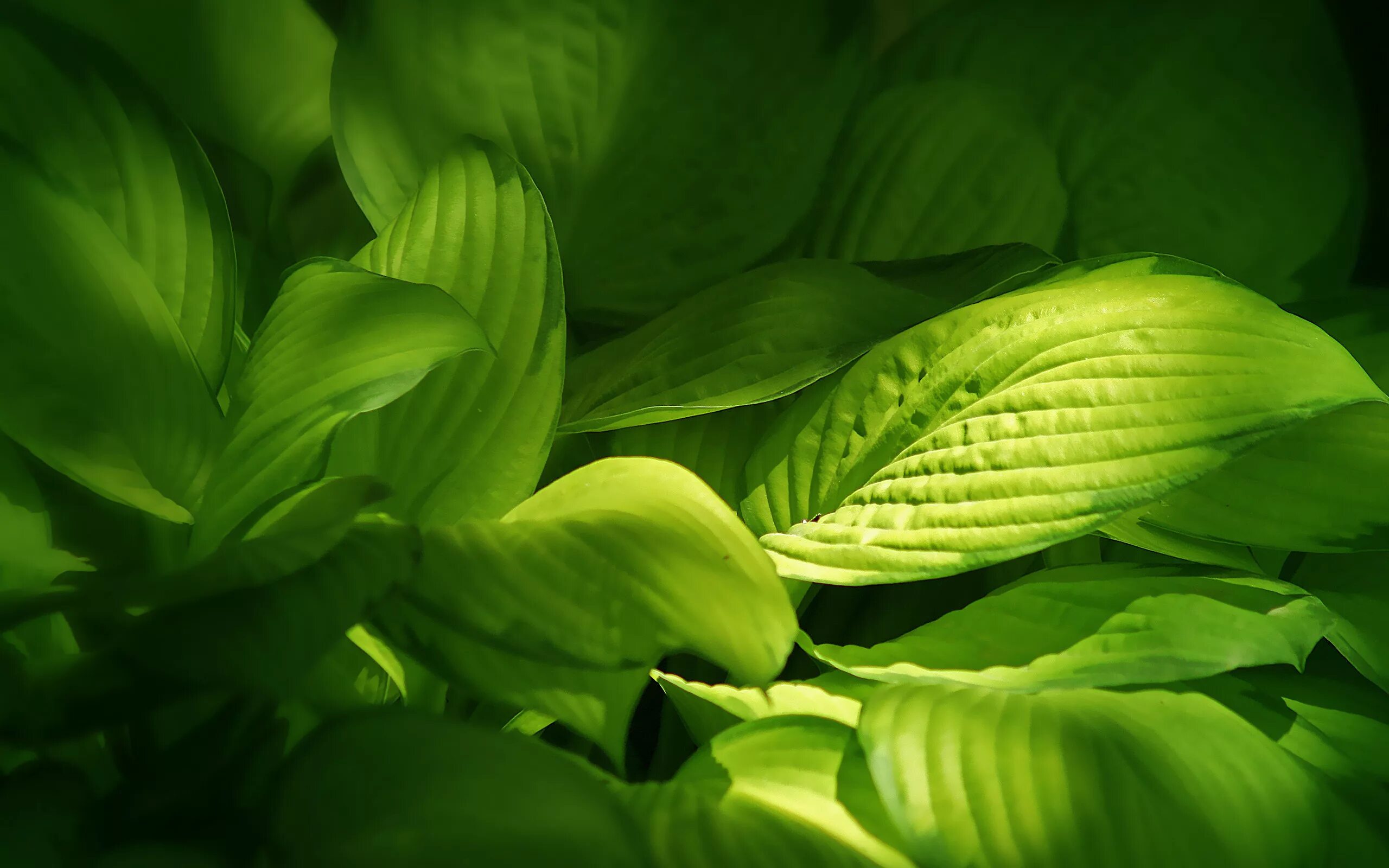 Leaves wallpaper