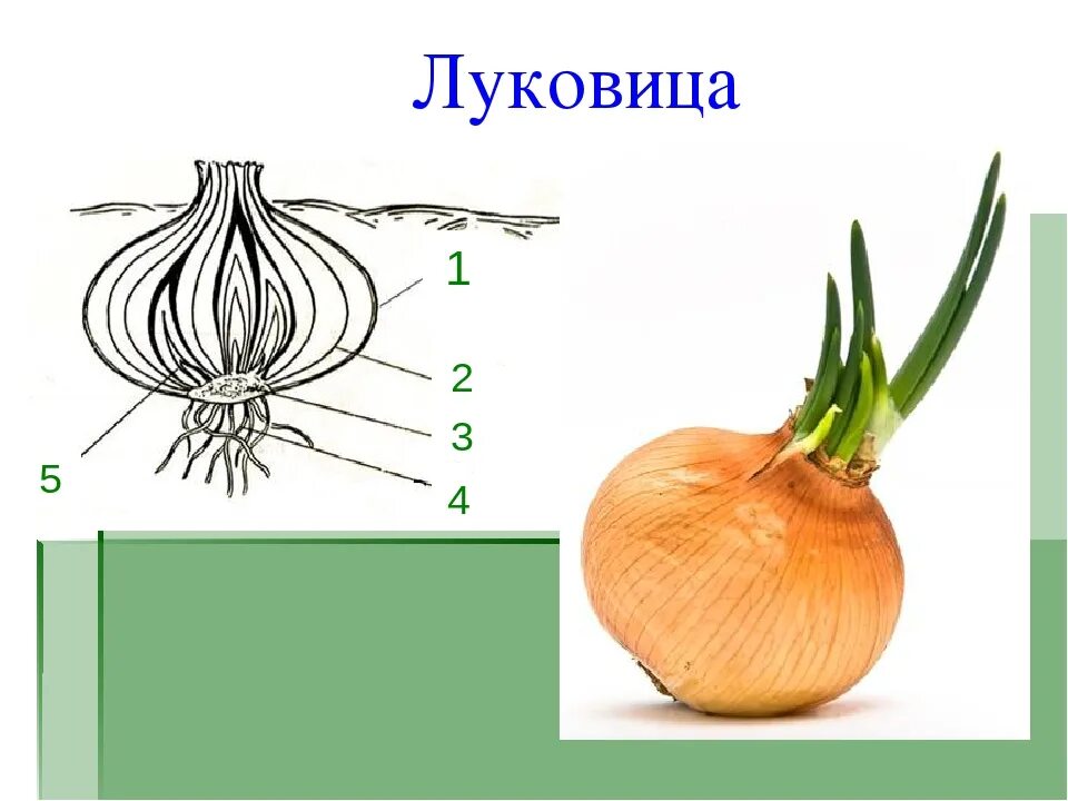 Луковица это видоизменение. Луковица видоизмененный побег строение. лук репчатый в разрезе.