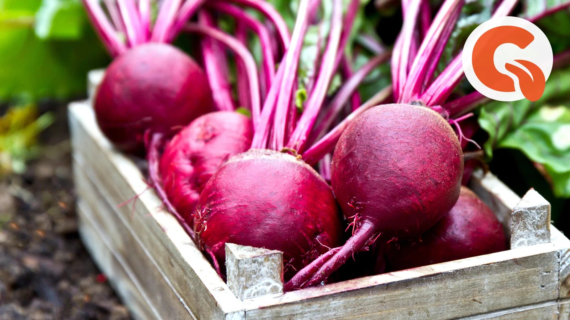 Блюда из свеклы. Диетический салат из свеклы для похудения. Свеклу вареную можно на ночь. Свекла вареная калорийность на 100 грамм. Свеклу вареную можно на ночь.