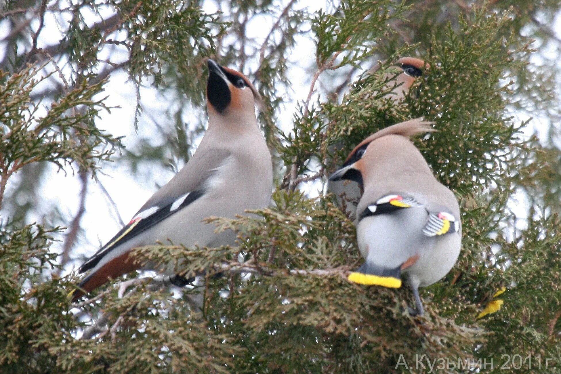 Со́йка garrulus glandarius. Птички ростовской обл. Весенние птицы ростова. Птицы ростовская обл. Птицы ростовская обл.