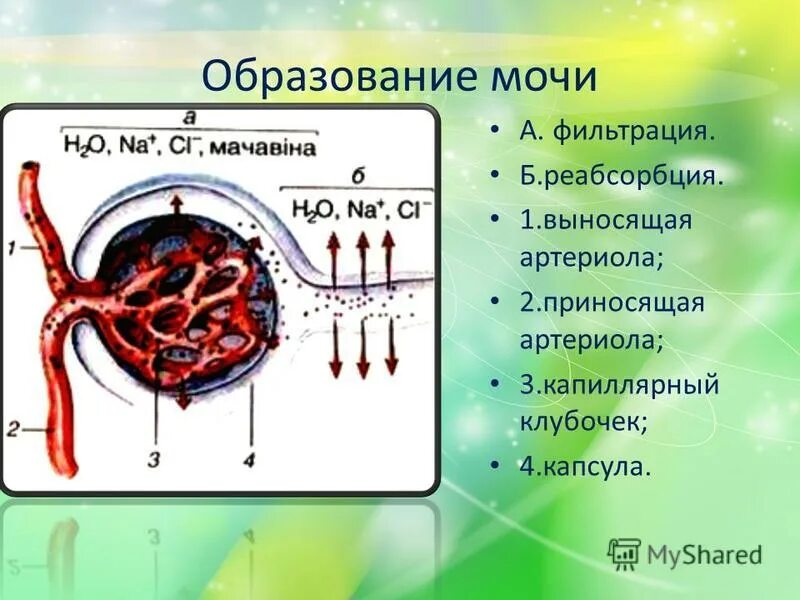 В капиллярном клубочке какая кровь