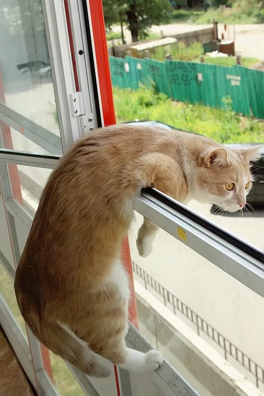 Кот на окне. Видео окошках. Кот в форточке. Пластиковое окно и кошка. Кот закрывает окно.