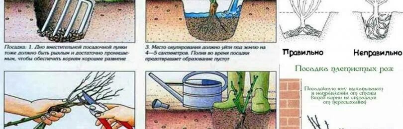 Когда можно сажать розы в грунт весной. Посадка плетистой розы в грунт. Посадка роз весной в открытый грунт. Высадить розу в открытый грунт весной. Посадка плетистой розы весной в открытый грунт.