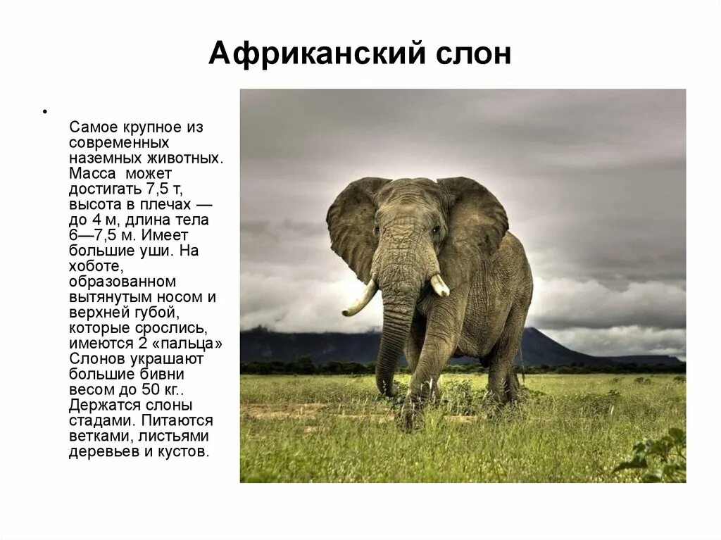 Африканский слон. Описание слона. Сообщение о слоне. Рассказ о слонах. В какой природной зоне африки обитает слон