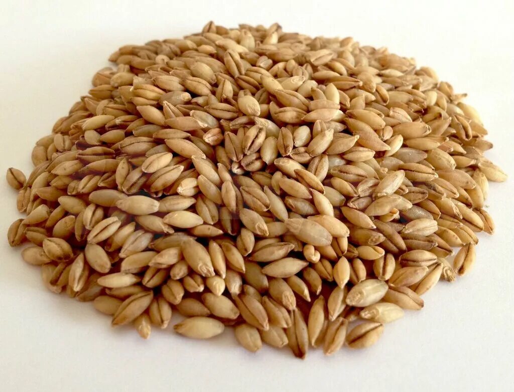 пшеница яровая остистая. тритикале семена. семена пшеницы яровой. тритикале зерно. семена яровой пшеницы.