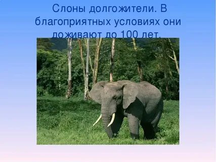 Окружающий мир 1 класс слоны