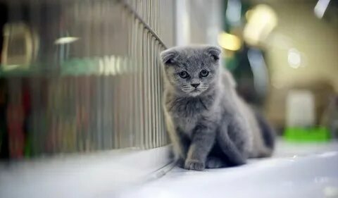 Серый вислоухий котенок