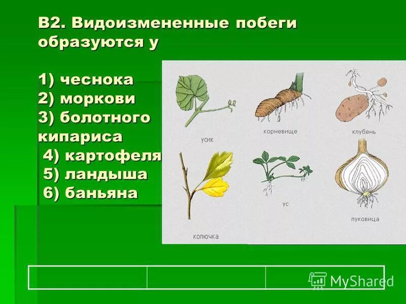 Капуста видоизмененный корень. Побеги видоизменения побегов. Видоизменение побега моркови.