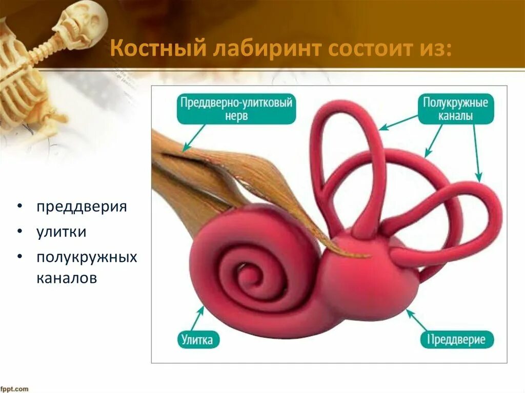 Внутреннее ухо костный Лабиринт. Костный Лабиринт внутреннего уха преддверие. Костный Лабиринт улитки. Строение уха костный Лабиринт. 3 отдела улитки