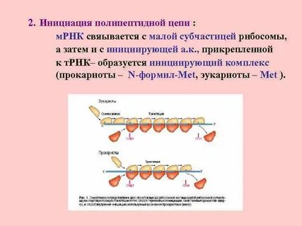 Удлинение полипептидной цепи