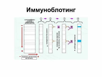 Иммуноблотинг это